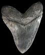 Large, Megalodon Tooth - South Carolina #43034-2
